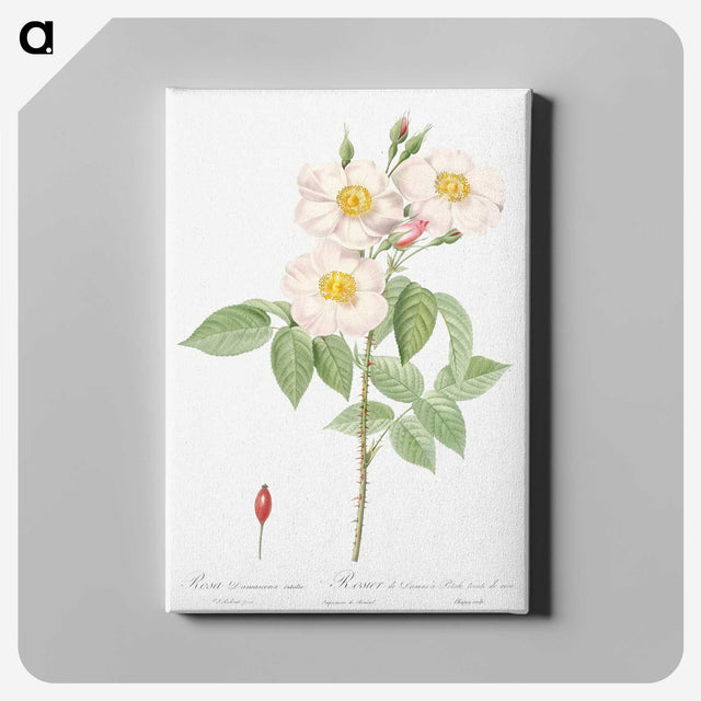 7-14_Pierre-Joseph-Redoute_canvas