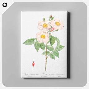 アートパネル-Damask Rose - ピエール ジョゼフ ルドゥーテ Canvas.