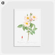 アートポストカード-Damask Rose - ピエール ジョゼフ ルドゥーテ Postcard.