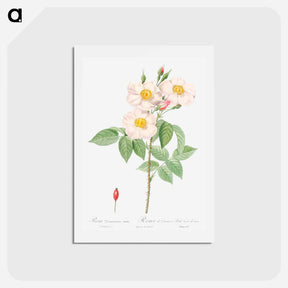 アートポストカード-Damask Rose - ピエール ジョゼフ ルドゥーテ Postcard.