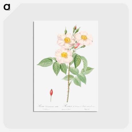 アートポストカード-Damask Rose - ピエール ジョゼフ ルドゥーテ Postcard.