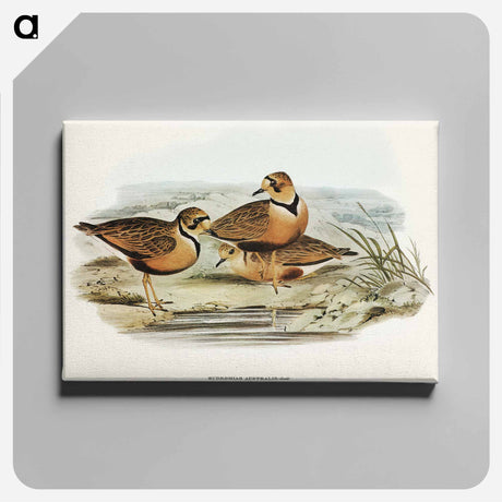 アートパネル-Australian Dottrel
 - オーストラリアの鳥 Canvas.