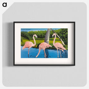 アートポスター-Florida Flamingos
 - ボストン公共図書館 Poster.