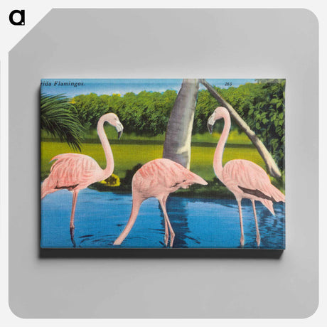アートパネル-Florida Flamingos
 - ボストン公共図書館 Canvas.