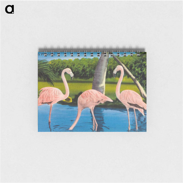 アートメモ帳-Florida Flamingos
 - ボストン公共図書館 Memo.