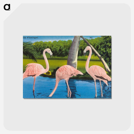 アートポストカード-Florida Flamingos
 - ボストン公共図書館 Postcard.