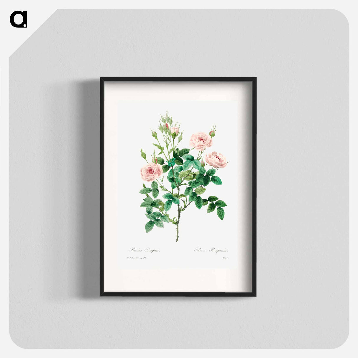 Rosier pompon - Pierre Joseph Redouté Poster.