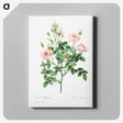7-15_Pierre-Joseph-Redoute_canvas