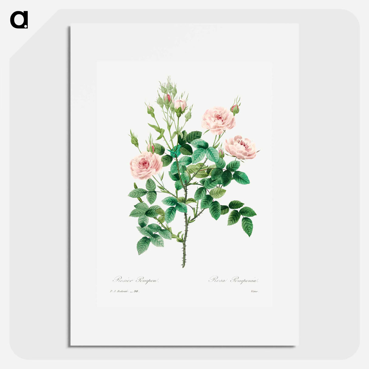 Rosier pompon - Pierre Joseph Redouté Poster.