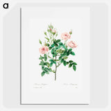 Rosier pompon - Pierre Joseph Redouté Poster.