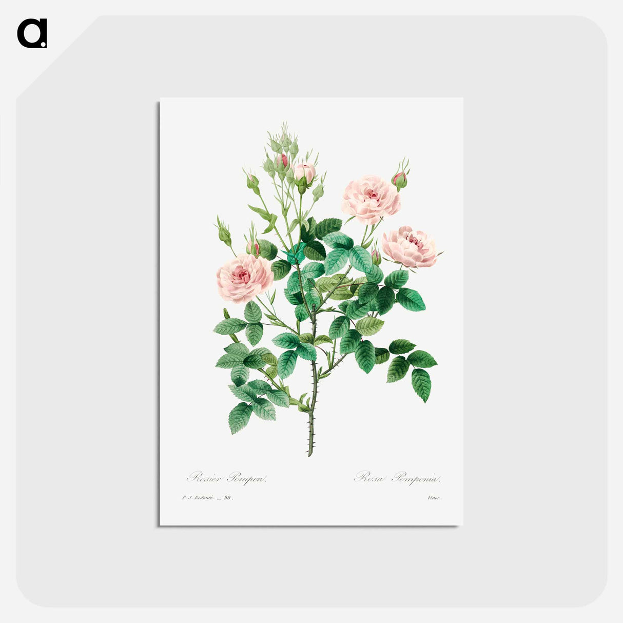 アートポストカード-Rosier pompon - ピエール ジョゼフ ルドゥーテ Postcard.