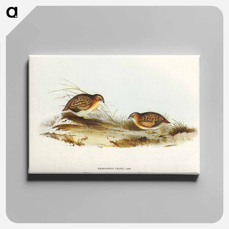 アートパネル-Swift-flying Hemipode
 - オーストラリアの鳥 Canvas.