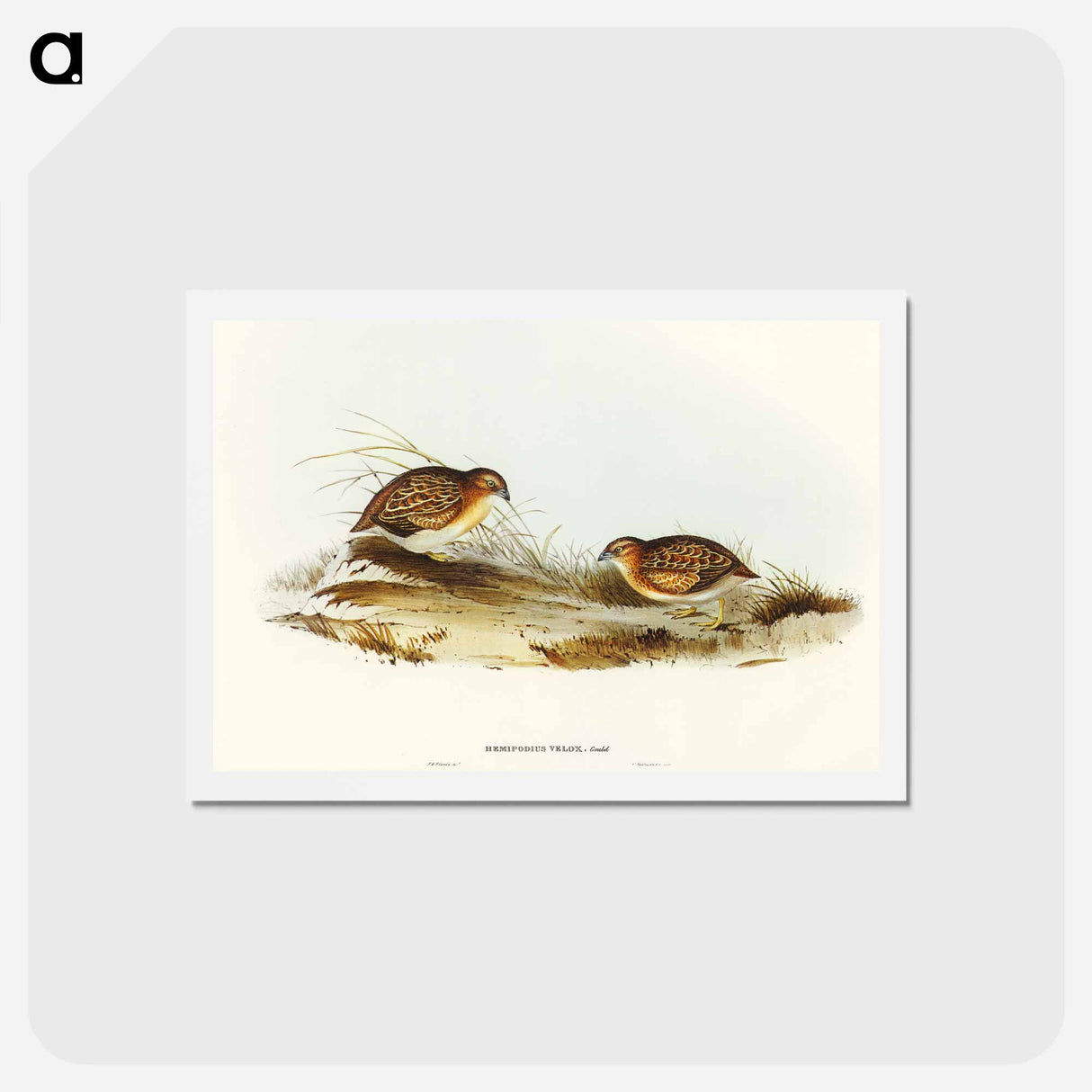 アートポストカード-Swift-flying Hemipode
 - オーストラリアの鳥 Postcard.