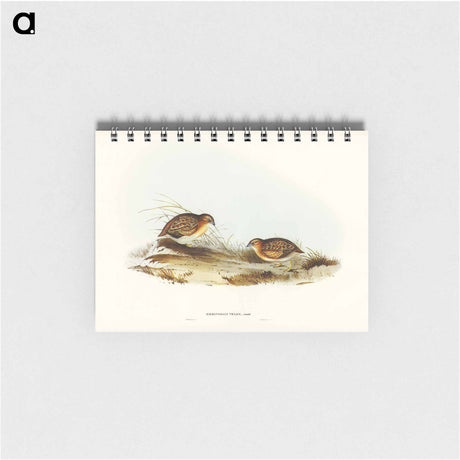 アートメモ帳-Swift-flying Hemipode
 - オーストラリアの鳥 Memo.