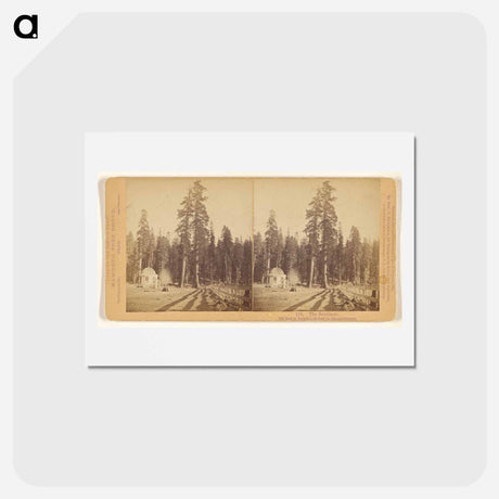 アートポストカード-The Sentinels
 - エドワード マイブリッジ Postcard.
