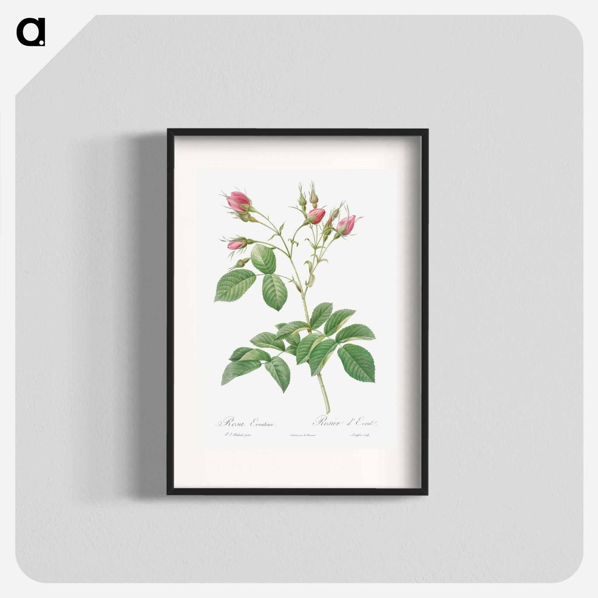 Evrat's Rose with Crimson Buds - Pierre Joseph Redouté Poster.