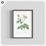 Evrat's Rose with Crimson Buds - Pierre Joseph Redouté Poster.