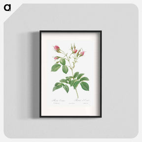アートポスター-Evrat's Rose with Crimson Buds - ピエール ジョゼフ ルドゥーテ Poster.
