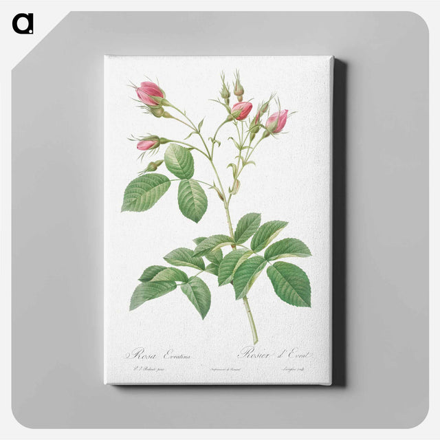 アートパネル-Evrat's Rose with Crimson Buds - ピエール ジョゼフ ルドゥーテ Canvas.