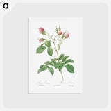 アートポストカード-Evrat's Rose with Crimson Buds - ピエール ジョゼフ ルドゥーテ Postcard.