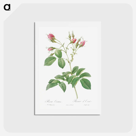 アートポストカード-Evrat's Rose with Crimson Buds - ピエール ジョゼフ ルドゥーテ Postcard.