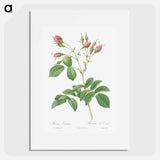 Evrat's Rose with Crimson Buds - Pierre Joseph Redouté Poster.