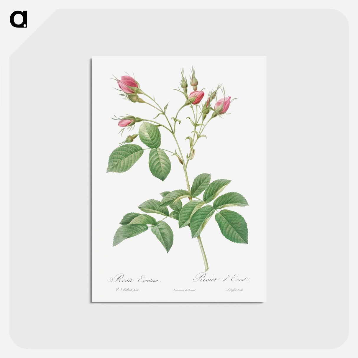 アートポストカード-Evrat's Rose with Crimson Buds - ピエール ジョゼフ ルドゥーテ Postcard.