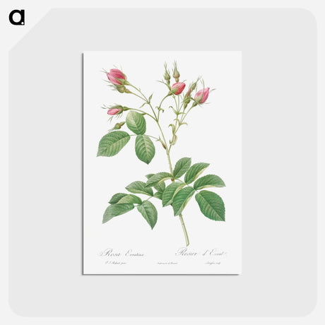 アートポストカード-Evrat's Rose with Crimson Buds - ピエール ジョゼフ ルドゥーテ Postcard.