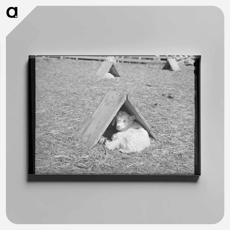 アートパネル-Fat Lambs in Shipping Pens
 - ラッセル リー Canvas.