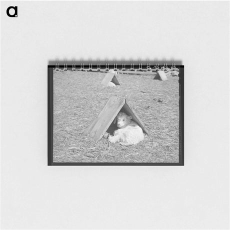 アートメモ帳-Fat Lambs in Shipping Pens
 - ラッセル リー Memo.