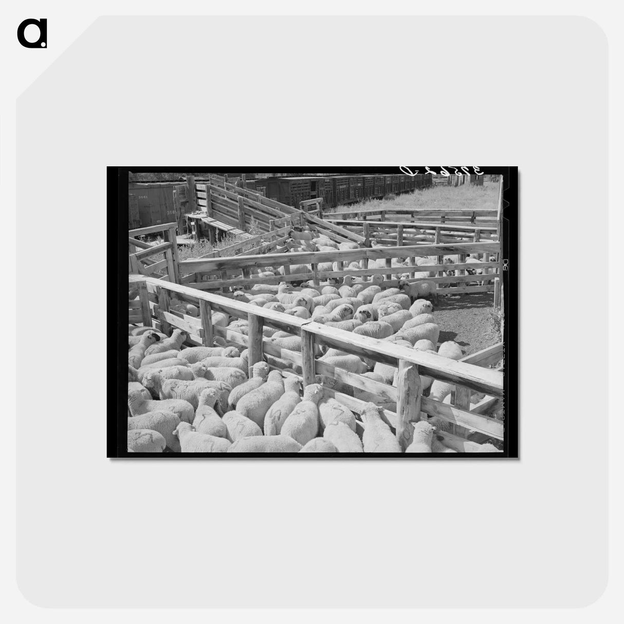 アートポストカード-Fat Lambs in Shipping Pens
 - ラッセル リー Postcard.