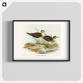 アートポスター-Brown Plover
 - オーストラリアの鳥 Poster.
