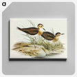 アートパネル-Brown Plover
 - オーストラリアの鳥 Canvas.