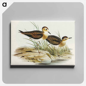 アートパネル-Brown Plover
 - オーストラリアの鳥 Canvas.