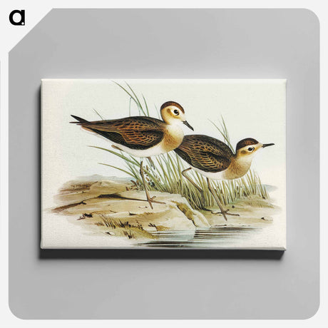 アートパネル-Brown Plover
 - オーストラリアの鳥 Canvas.