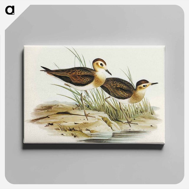 アートパネル-Brown Plover
 - オーストラリアの鳥 Canvas.