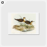 アートポストカード-Brown Plover
 - オーストラリアの鳥 Postcard.