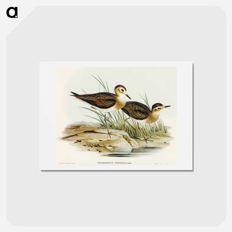 アートポストカード-Brown Plover
 - オーストラリアの鳥 Postcard.