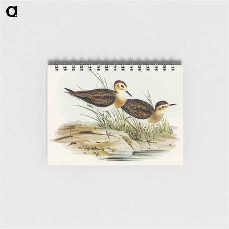 アートメモ帳-Brown Plover
 - オーストラリアの鳥 Memo.