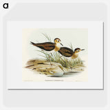 アートポスター-Brown Plover
 - オーストラリアの鳥 Poster.