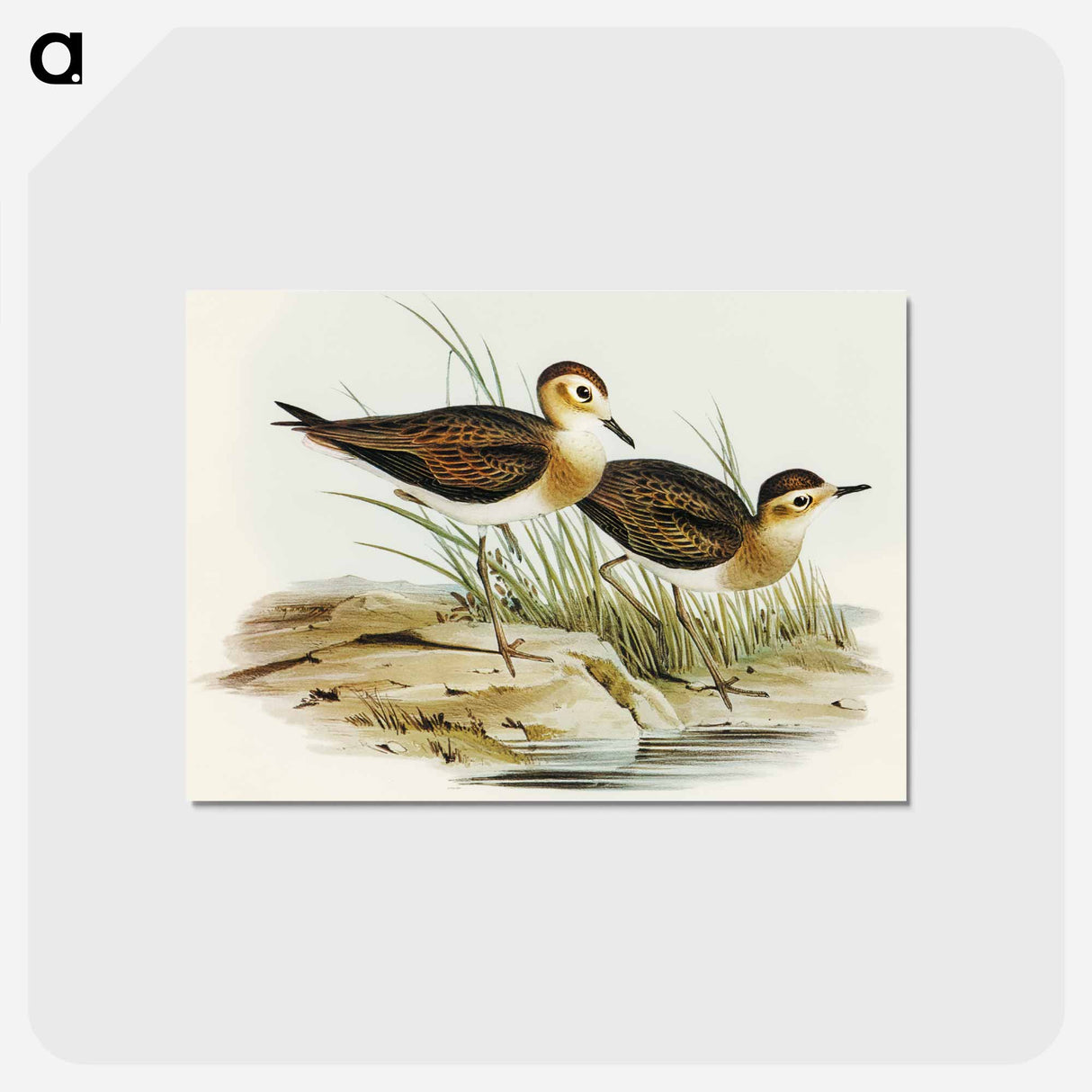アートポストカード-Brown Plover
 - オーストラリアの鳥 Postcard.