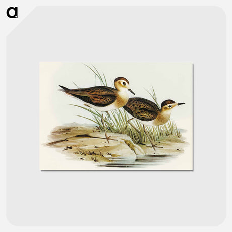 アートポストカード-Brown Plover
 - オーストラリアの鳥 Postcard.