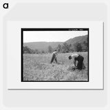 Untitled photo, possibly related to: Men cradling wheat in eastern Virginia near Sperryville - ドロテア ラング Poster.