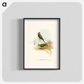 アートポスター-Blue-banded Grass-Parakeet
 - ジョン グールド Poster.