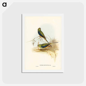 アートポストカード-Blue-banded Grass-Parakeet
 - ジョン グールド Postcard.