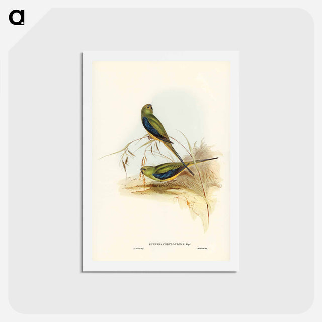 アートポストカード-Blue-banded Grass-Parakeet
 - ジョン グールド Postcard.