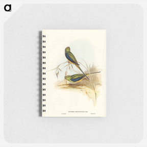 アートメモ帳-Blue-banded Grass-Parakeet
 - ジョン グールド Memo.