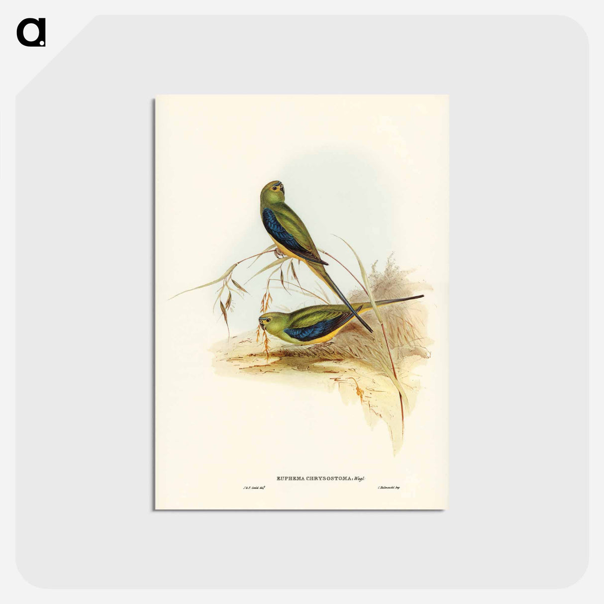 アートポストカード-Blue-banded Grass-Parakeet
 - ジョン グールド Postcard.
