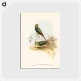 アートポストカード-Blue-banded Grass-Parakeet
 - ジョン グールド Postcard.