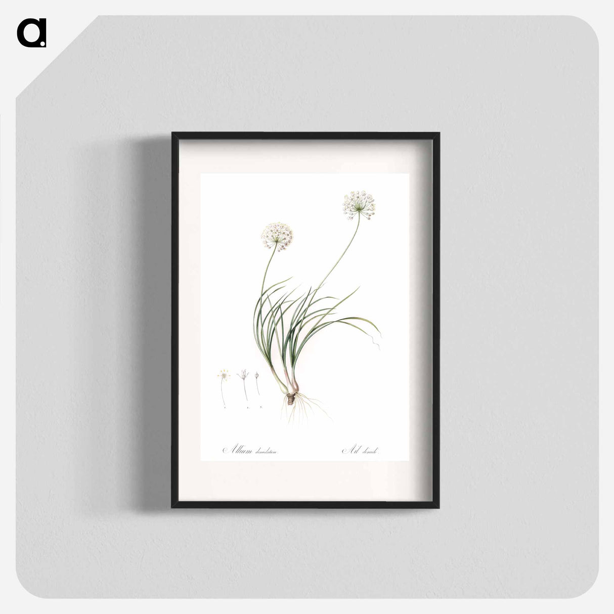 Allium denudatum illustration - Pierre Joseph Redouté Poster.